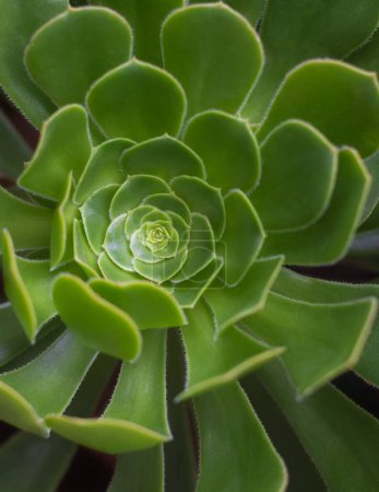 leuchtend grüne Echeveria Norma Pflanze Nahaufnahme Ansicht, schnell wachsende drinnen, draussen sukkulente Pflanze, Hintergrund, Textur, Tapete für die Gestaltung