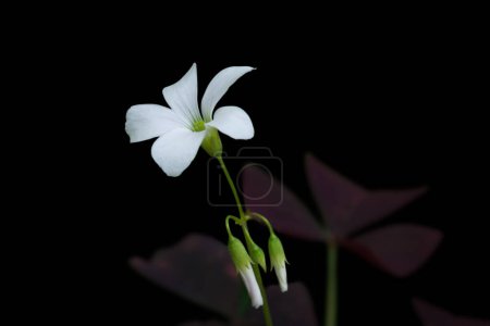 Photo for Oxalis plant flower, commonly called wood sorrel or false shamrock plant, clover like leaves and white dainty flowering plant isolated on black background - Royalty Free Image
