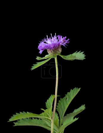 Téléchargez les photos : Asclépiade commune ou asclépiade noire, fleur rose et violette aux feuilles isolées sur fond noir - en image libre de droit