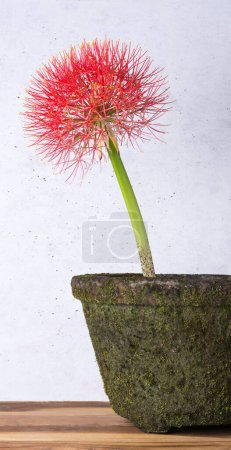 Photo for Calliandra flower, commonly known as powder puff lily or blood, fireball flower, puff ball shaped, vibrant red and pink color bloom on a cement pot - Royalty Free Image