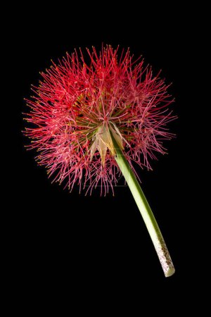 Photo for Calliandra flower, commonly known as powder puff lily or blood , fireball flower, puff ball shaped, vibrant red and pink color bloom isolated on black - Royalty Free Image