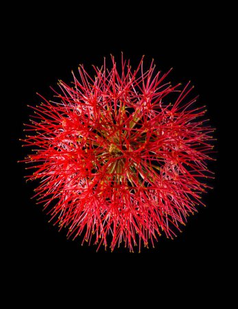 Photo for Calliandra flower, commonly known as powder puff lily or blood, fireball flower, puff ball shaped, vibrant red and pink color bloom isolated on black - Royalty Free Image