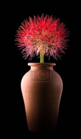 Photo for Calliandra flower, commonly known as powder puff lily or blood , fireball flower, puff ball shaped, vibrant red and pink color bloom on a clay pot isolated on black - Royalty Free Image