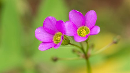Photo for Oxalis plant flower, commonly called wood sorrel or false shamrock plant, pink dainty blooms in the garden, closeup - Royalty Free Image