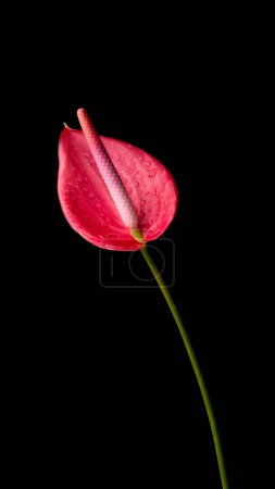 Téléchargez les photos : Fleur d'anthurium, également connu sous le nom de hayon, flamant rose et feuille de dentelle, fleur de couleur rouge avec des gouttelettes d'eau isolées sur fond noir, gros plan - en image libre de droit