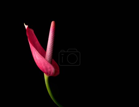 Téléchargez les photos : Anthurium, également connu sous le nom de hayon, flamant rose et feuille de dentelle, vue de côté d'une fleur de couleur rouge isolée sur fond noir, gros plan - en image libre de droit