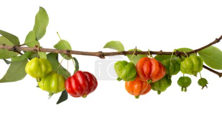 Photo for Surinam cherries or pitanga fruit also known as brazilian cherry or cayenne cherry or florida cherries,glossy and attractive ripe and unripe fruits in the tree branch, isolated on white - Royalty Free Image