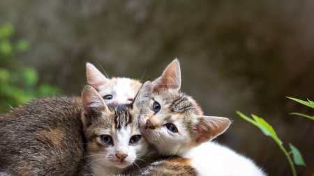 Téléchargez les photos : Trois petits chatons couchés à l'extérieur, vue rapprochée sur un fond naturel avec espace de copie - en image libre de droit