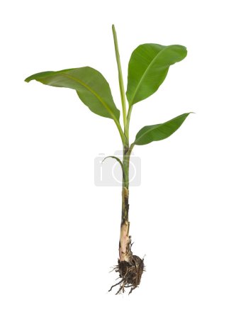 Téléchargez les photos : Bananier entier avec racines, corme, tige et feuilles isolées sur fond blanc. jeune bananier complet - en image libre de droit