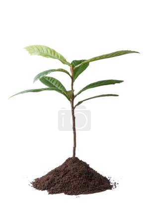 Foto de Planta de árbol de níspero con tierra, cultivada comercialmente por sus frutos de naranja y hojas para té de hierbas, planta ornamental aislada sobre fondo blanco, vista lateral - Imagen libre de derechos