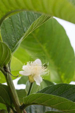 Téléchargez les photos : Fleur de goyave, blanc pur avec de longues étamines fleur avec des feuilles sur fond naturel - en image libre de droit