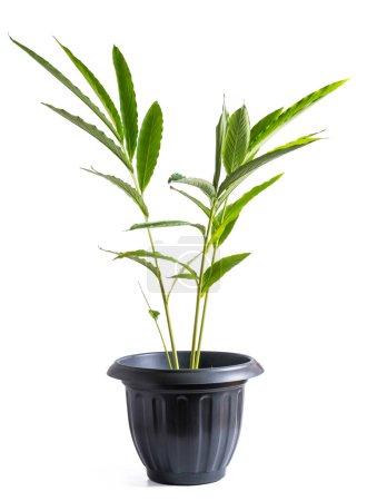 Téléchargez les photos : Plante de cardamome poussant dans un pot, plante aromatique communément appelée cardamome verte ou vraie, chère épicée, plante tropicale isolée sur fond blanc - en image libre de droit