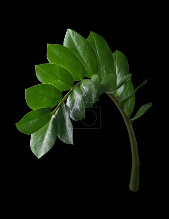 Téléchargez les photos : Zanzibar gemme ou zz plant, plante ornementale tropicale au feuillage brillant attrayant isolé sur fond noir - en image libre de droit