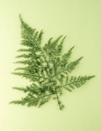 Foto de Helecho de encaje o espárragos comunes helecho hojas aisladas en verde, fondo abstracto triangular de follaje verde, fondo de pantalla natural - Imagen libre de derechos