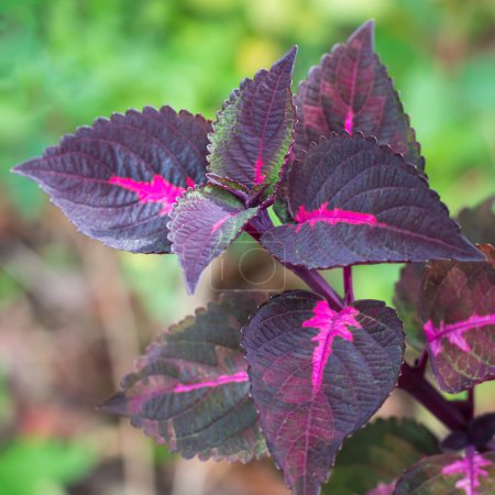 Photo for Coleus, also known as solenostemon, closeup view of pink plant on a natural background - Royalty Free Image