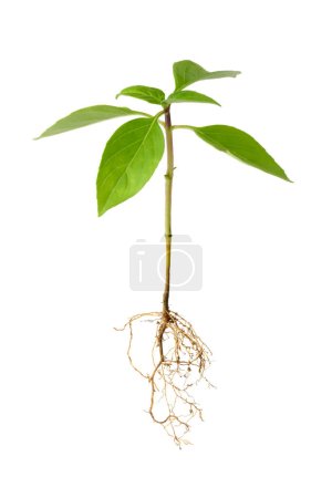 planta de albahaca joven con raíces, hierbas culinarias saludables aisladas sobre fondo blanco, vista de cerca