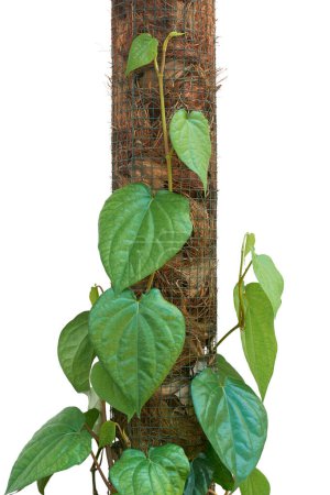 Foto de Primer plano de la vid de betel, piper betle, planta trepadora perenne de hoja perenne nativa del sudeste asiático, vid comercialmente importante aislada sobre fondo blanco - Imagen libre de derechos