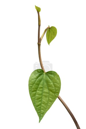 Foto de Primer plano de la vid de betel, piper betel, nuevas hojas crecen en plantas trepadoras perennes de hoja perenne nativas del sudeste asiático, vid comercialmente importante aislada sobre fondo blanco - Imagen libre de derechos