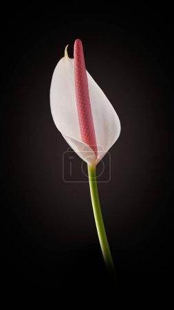 Téléchargez les photos : Fleur d'anthurium blanche vibrante, fleur de queue d'aka, fleur de feuille de dentelle de flamant rose et palette du peintre, fleur en forme de coeur et purifiante de l'air isolée sur fond noir, foyer sélectif - en image libre de droit