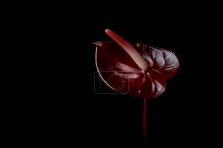 Téléchargez les photos : Fleur d'anthurium rouge foncé sur fond noir, alias fleur de queue, flamant rose, feuille de dentelle et palette de peintres, fleur en forme de coeur et purifiante de l'air, mise au point sélective dans un éclairage dramatique avec espace de copie - en image libre de droit