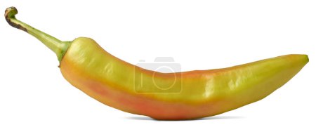 Téléchargez les photos : Gros plan de banane poivre isolé sur fond blanc, capsicum annuum, piment fort populaire qui est long, forme incurvée avec doux en chaleur et acidulé et saveur légèrement sucrée, utilisé dans divers culinaires - en image libre de droit