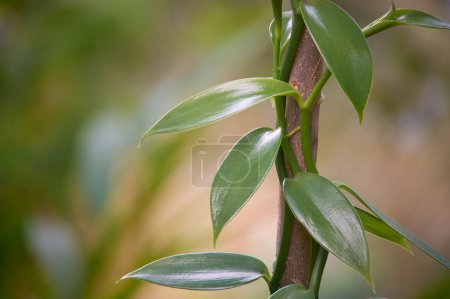 close-up of vanilla orchid flowering plant climbing up on tree, aka flat leaved vanilla, plant from which vanilla spice is obtained or derived, selective focus blurry garden background with copy space
