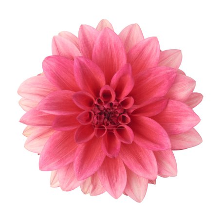 Téléchargez les photos : Fleur de dahlia rose isolée sur fond blanc, plan rapproché découpé d'un beau capitule unique en forme de marguerite, prise directement d'en haut - en image libre de droit