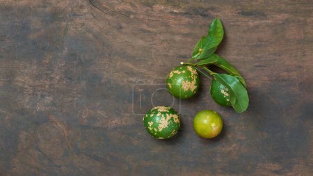 Photo for Close-up of philippine lime with leaves, aka calamondin or calamansi, small citrus fruit with tart and sour flavor used in variety of dishes and beverages, on rustic wooden background with copy space - Royalty Free Image