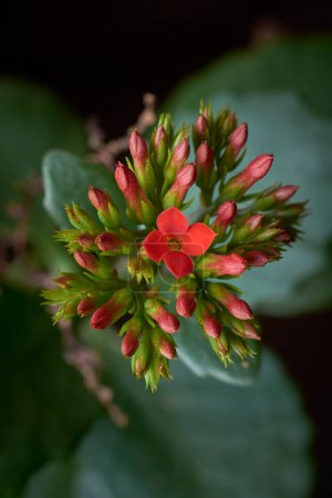 Photo for Vibrant red kalanchoe flower surrounded with buds, aka flaming katy or widow's thrill, close-up of popular flowering succulent with tiny long lasting blooms, selective focus with garden background - Royalty Free Image