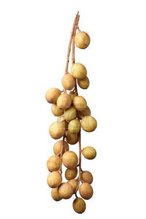 bunch of ripe lanzones, lansium parasiticum, tropical fruit native to southeast asia, widely cultivate for small, round fruits its sweet and tangy flavor, isolated on white background
