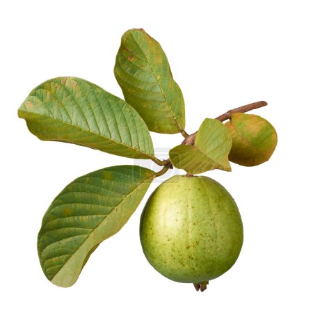 Guave mit ihrem auf weißem Hintergrund isolierten Ast, ovalen, tropischen und nährstoffreichen Früchten, die reich an Vitamin C, Ballaststoffen und Antioxidantien sind, ausgeschnitten