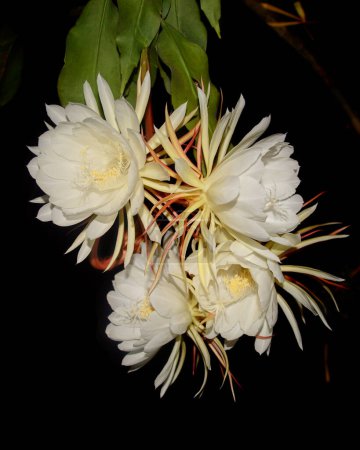 Bündel von nachtblühenden Cereus-Blüten isoliert auf schwarzem Hintergrund, auch Königin der Nacht genannt, einzigartig, selten blüht und nur nachts Prinzessin der Nacht-Kakteen-Pflanze mit Blättern