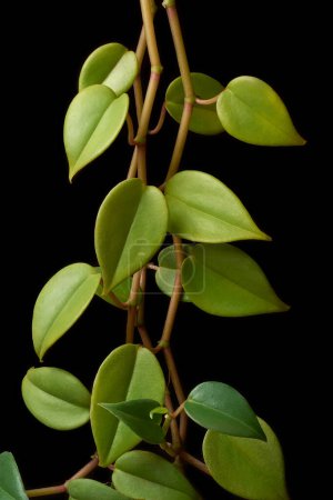 Téléchargez les photos : Hoya carnosa ou chelsea foliage isolé fond noir, plante de cire ou de la porcelaine fleur de vigne avec des feuilles vertes vue de côté gros plan - en image libre de droit