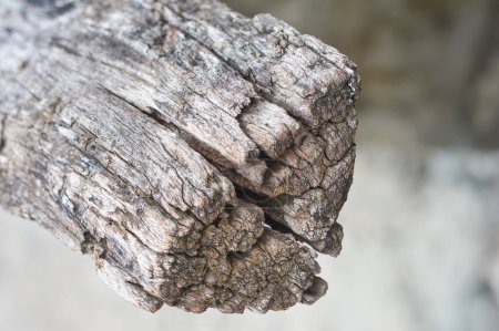 close-up of decaying weathered wooden plank or log, uneven surface with cracks of exposure to environmental factors outdoor, selective focus with blurry background and copy space