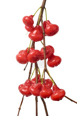 bunch of jambu or rose apple on tree branch isolated white background, water, wax or jamaican apple, red color bell shaped tropical fruit native southeast asia, crunchy juicy flavor