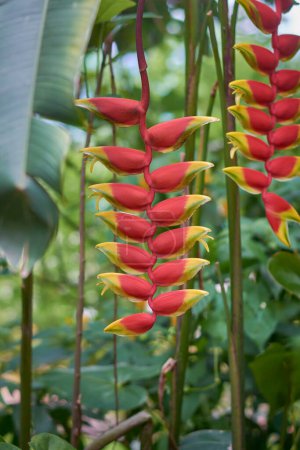 Helikonia-Blüten im Garten, hängende Hummerkralle, falscher Paradiesvogel oder wilder Wegerich, tropische exotische Pflanze mit lebendiger, lang anhaltender Blüte in selektivem Fokus