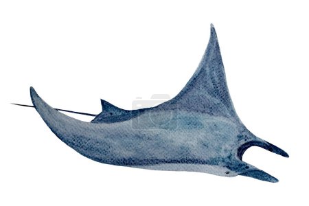 Watercolor high quality hand-drawn manta ray isolated on white. High quality monochromatic illustration for notebooks, posters, wallpaper, tote bags, cards, eco, tourism, room decor and design.