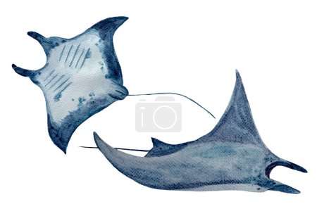 Watercolor high quality hand-drawn manta ray set isolated on white. High quality monochromatic illustration for notebooks, posters, wallpaper, tote bags, cards, eco, tourism, room decor and design.