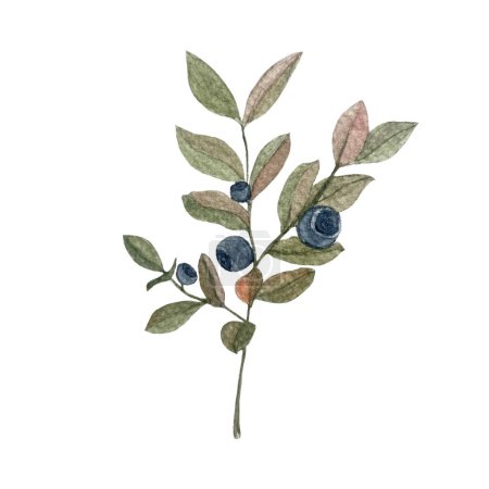 Blueberry sprig watercolor illustration isolated on white. Hand drawn high quality art with wild edible forest plant in simple flat style for woodland kids designs, cards, label food packages design.