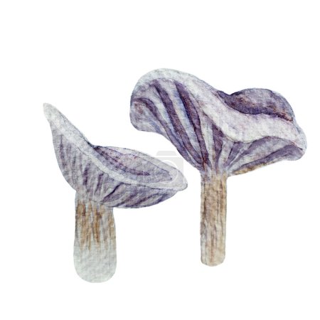 Wilde Pilze Collybia nuda Aquarell Illustration isoliert auf weiß. Handgezeichnete hochwertige Kunst mit essbaren Waldpflanzen im einfachen flachen Stil für Waldkinder, beschriften Lebensmittelverpackungen.