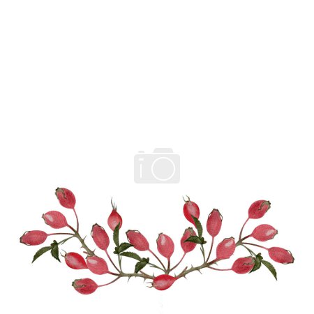 Rose-hip sprig watercolor illustration isolated on white. Hand drawn high quality art with wild edible forest plants in simple flat style for woodland kids designs, cards, label, logo, food packages