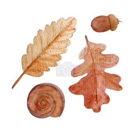 Oak leaf acorn snail hand painted watercolor set isolated on white. High quality drawing with wild forest plant leaf in simple flat style for woodland kids designs, cards, textile and packages decor.