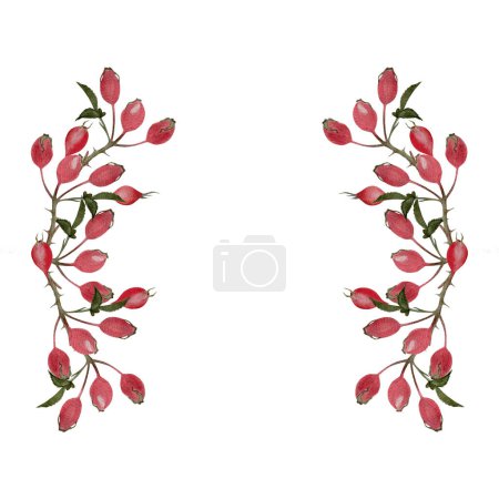 Photo for Rose hip sprig watercolor illustration isolated on white. Hand drawn high quality art with wild edible forest plants in simple flat style for woodland designs, cards, label, logo, food packages design - Royalty Free Image