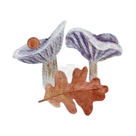 Setas silvestres Collybia nuda composición acuarela aislada en blanco. Arte de alta calidad dibujado a mano con plantas forestales comestibles silvestres en estilo plano simple para diseños de niños de bosques, etiqueta paquetes de alimentos.