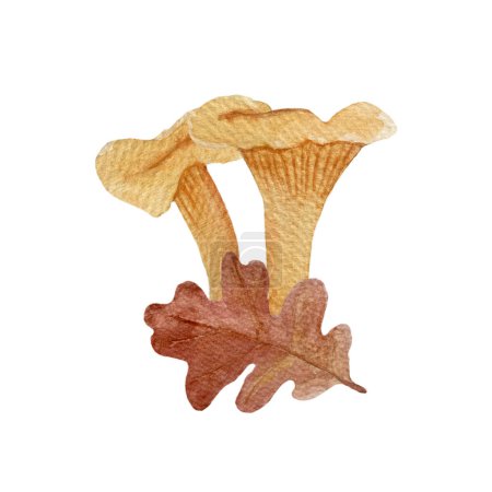 Wilde Pfifferlinge Pilze mit einem Eichenblatt Aquarell Komposition isoliert auf weiß. Handgezeichnete Kunst mit essbaren Waldpflanzen im einfachen flachen Stil für Waldkinder Designs, Etiketten, Verpackungen