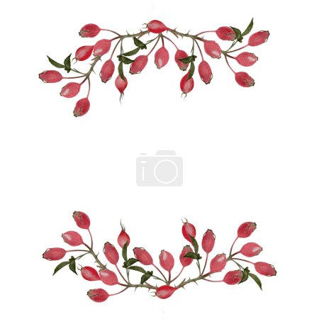 Photo for Rose hip sprig watercolor horizontal frame isolated on white. Hand drawn high quality art with wild edible forest plants in flat style for woodland designs, cards, label, logo, food packages design. - Royalty Free Image