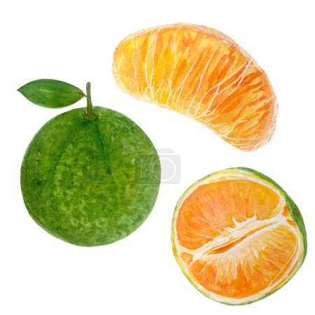 Grüne Mandarine ganz, in zwei Hälften geschnitten und eine Scheibe Aquarell Set isoliert auf weißem Hintergrund, handgezeichnet für Lebensmittel-Design. Pakete, Saft, Jeju-Tee, Café-Menü, natürliche biologische Lebensmittel, Etikett, Logo-Dekor.