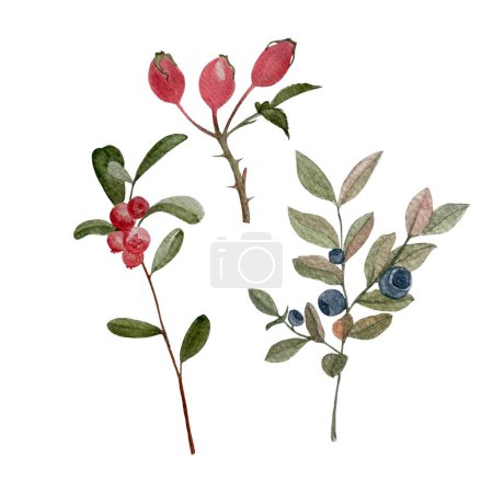 Lingonberry rose-hip myrtille branche aquarelle ensemble isolé sur blanc. Art dessiné à la main de haute qualité avec des plantes forestières comestibles sauvages dans un style plat pour les enfants des bois dessins, cartes, étiquettes emballages alimentaires.