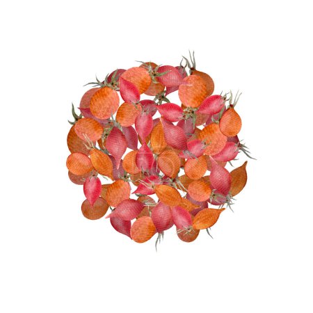 Rose hip pile watercolor illustration isolated on white. Hand drawn high quality art with wild plant in simple style for herbalism, homemade medicine, tea packages, cards, organic food label design.