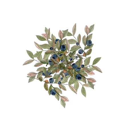 Blueberry sprig pile watercolor illustration isolated on white. Hand drawn high quality art with wild edible forest plant in simple flat style for packages and labels for tea, food and drink design.